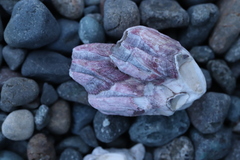 Megabalanus tintinnabulum