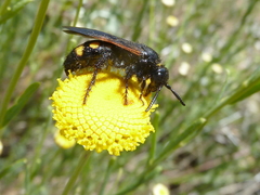 Scolia hortorum