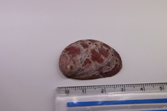 Haliotis diversicolor