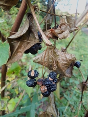 Smilax riparia