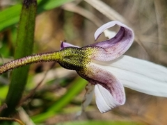 Xerophyta schlechteri