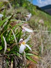 Xerophyta schlechteri