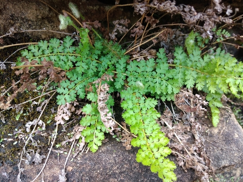 Anemia vestita (Anemia vestita)
