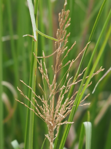 Image of Chrysopogon zizanioides by no rights reserved