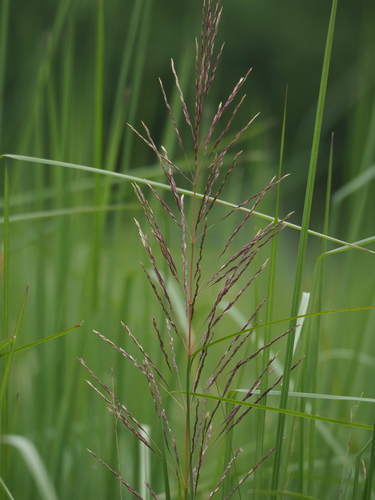 Image of Chrysopogon zizanioides by no rights reserved