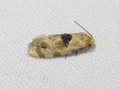 Spinipogon harmozones