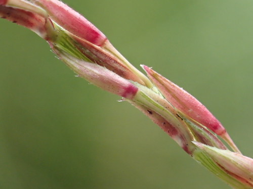 Image of Chrysopogon zizanioides by no rights reserved