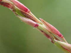 Vetiver