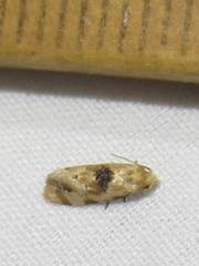 Spinipogon harmozones