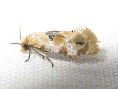 Spinipogon harmozones