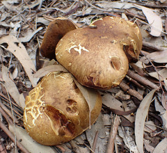 Phlebopus marginatus