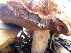 Phlebopus marginatus