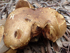 Phlebopus marginatus