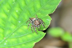 Anarrhotus fossulatus