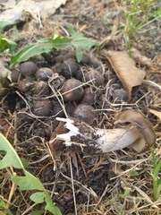 Lyophyllum fumosum