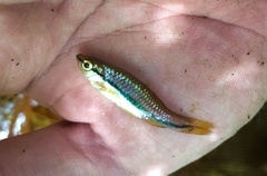 Rasbora einthovenii