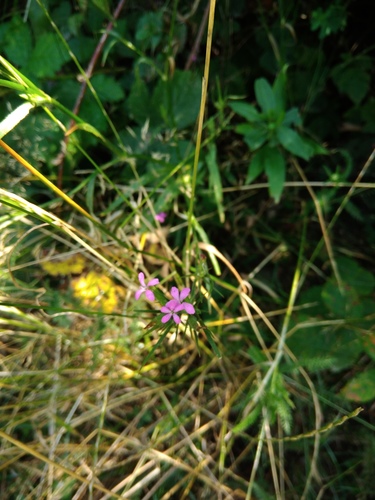 klinček zväzkovitý (Dianthus armeria)