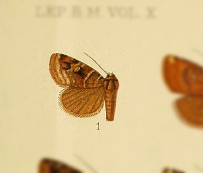 Ozarba illosis