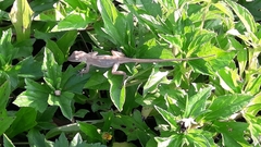 Anolis hispaniolae