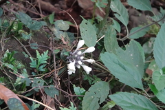 Gomphostemma chinense