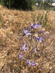 Conanthera bifolia