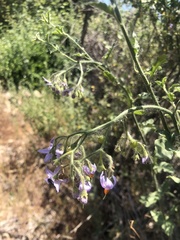 Solanum alphonsei
