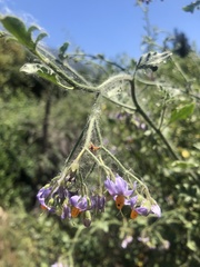 Solanum alphonsei