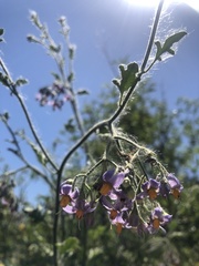 Solanum alphonsei