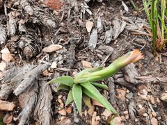 Bergeranthus scapiger