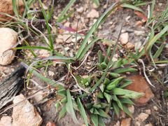 Bergeranthus scapiger