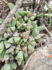 Corpuscularia lehmannii