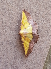 Drepanogynis fuscimargo