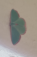 Heterorachis devocata