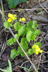 Viola biflora