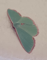 Heterorachis devocata