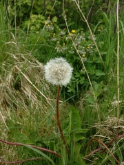 Taraxacum