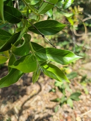 Combretum erythrophyllum
