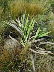 Watsonia pulchra