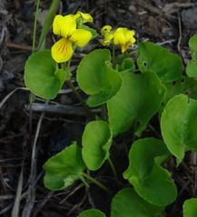 Viola biflora