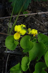 Viola biflora