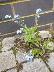 Myosotis