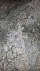 Hemidactylus platyurus