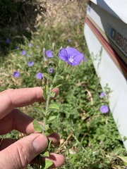 Convolvulus sabatius
