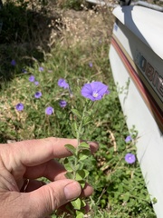 Convolvulus sabatius