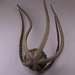 ニホンクモヒトデ