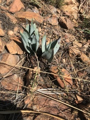 Ledebouria confusa