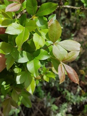 Searsia pyroides gracilis