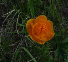 Trollius asiaticus