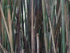 Bambusa pachinensis