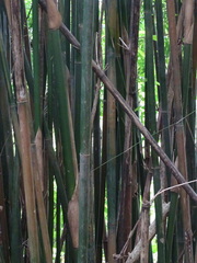 Bambusa pachinensis